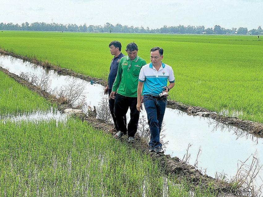 Thạc sĩ, kỹ sư Phạm Quí Ninh chuyên gia của Công ty Phú Mỹ Tây Nam trên cánh đồng ở Đồng bằng sông Cửu Long