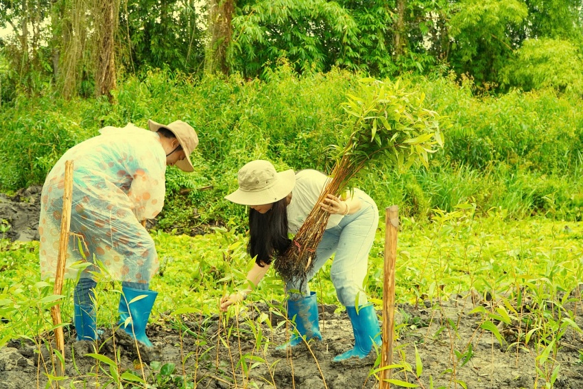 Hoạt động trồng cây phục hồi rừng tràm
