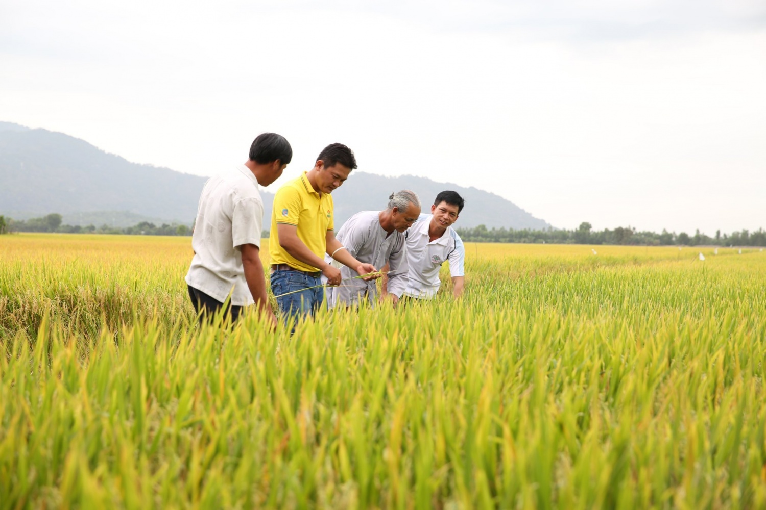 CBCNV Phân bón Cà Mau đồng hành cùng người nông dân trong lao động, sản xuất