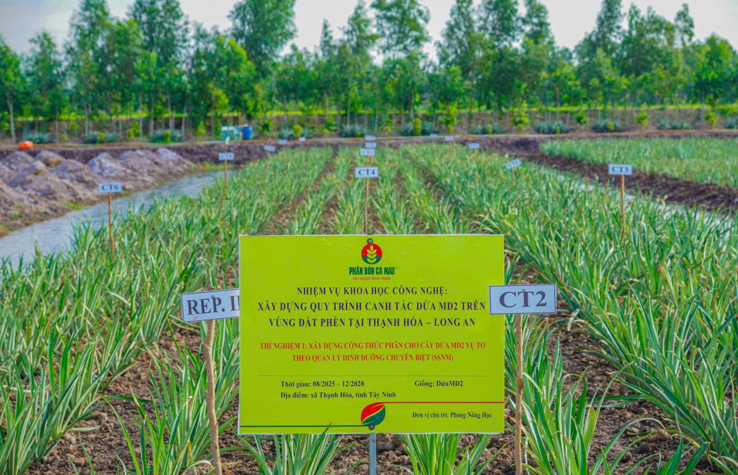 Mô hình thí nghiệm của phòng Nông học - Phân bón Cà Mau: Xây dựng công thức phân cho cây dứa MD2 vụ tơ theo quản lý dinh dưỡng chuyên biệt tại Tây Ninh