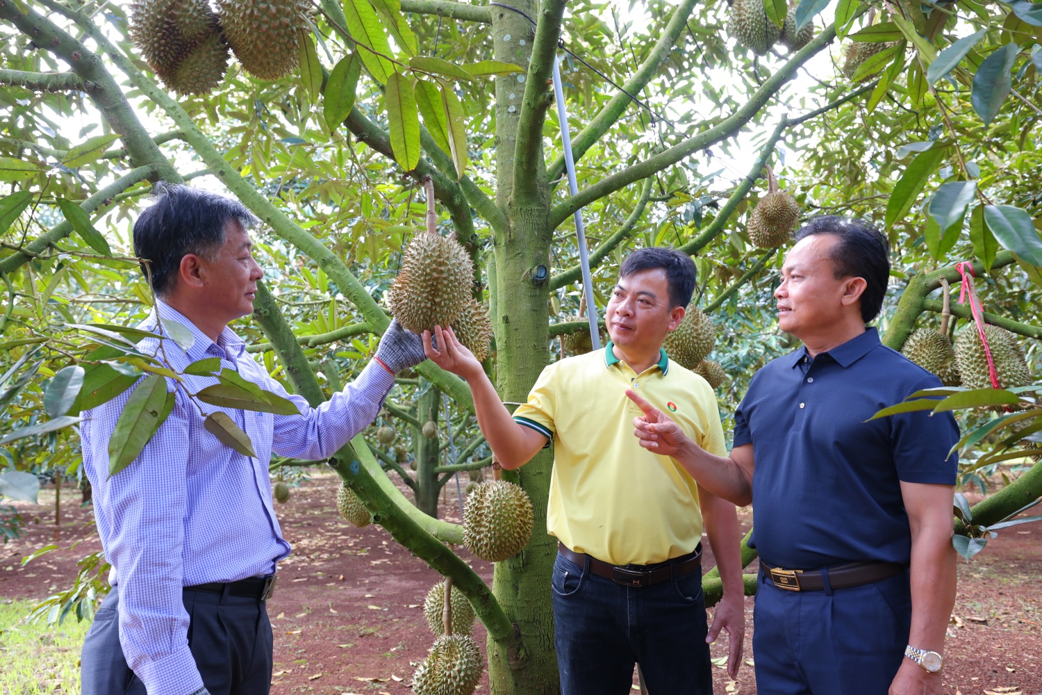 Mô hình trình diễn sầu riêng tại Krông Pắc (Đắk Lắk) ghi nhận tín hiệu tích cực ngay sau một vụ sử dụng NPK Cà Mau kết hợp phân bón hữu cơ OM CAMAU theo