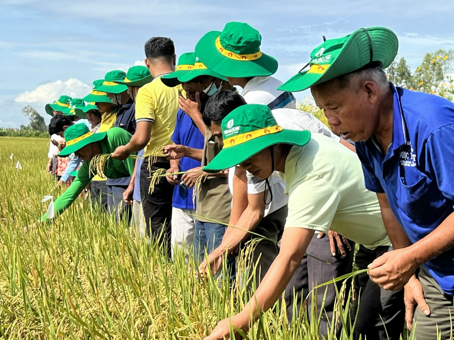 Thu lợi hơn 10 triệu đồng/ha nhờ mô hình liên kết sản xuất lúa chất lượng cao của PVCFC Thu lợi hơn 10 triệu đồng/ha nhờ mô hình liên kết sản xuất lúa chất lượng cao của PVCFC