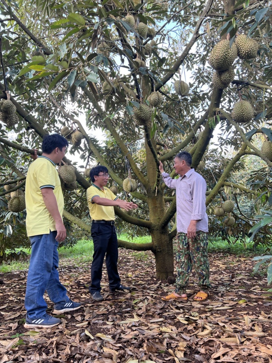 Phân bón Cà Mau - Giải pháp giảm chi phí canh tác đối với cây sầu riêng Tây Nguyên Phân bón Cà Mau - Giải pháp giảm chi phí canh tác đối với cây sầu riêng Tây Nguyên