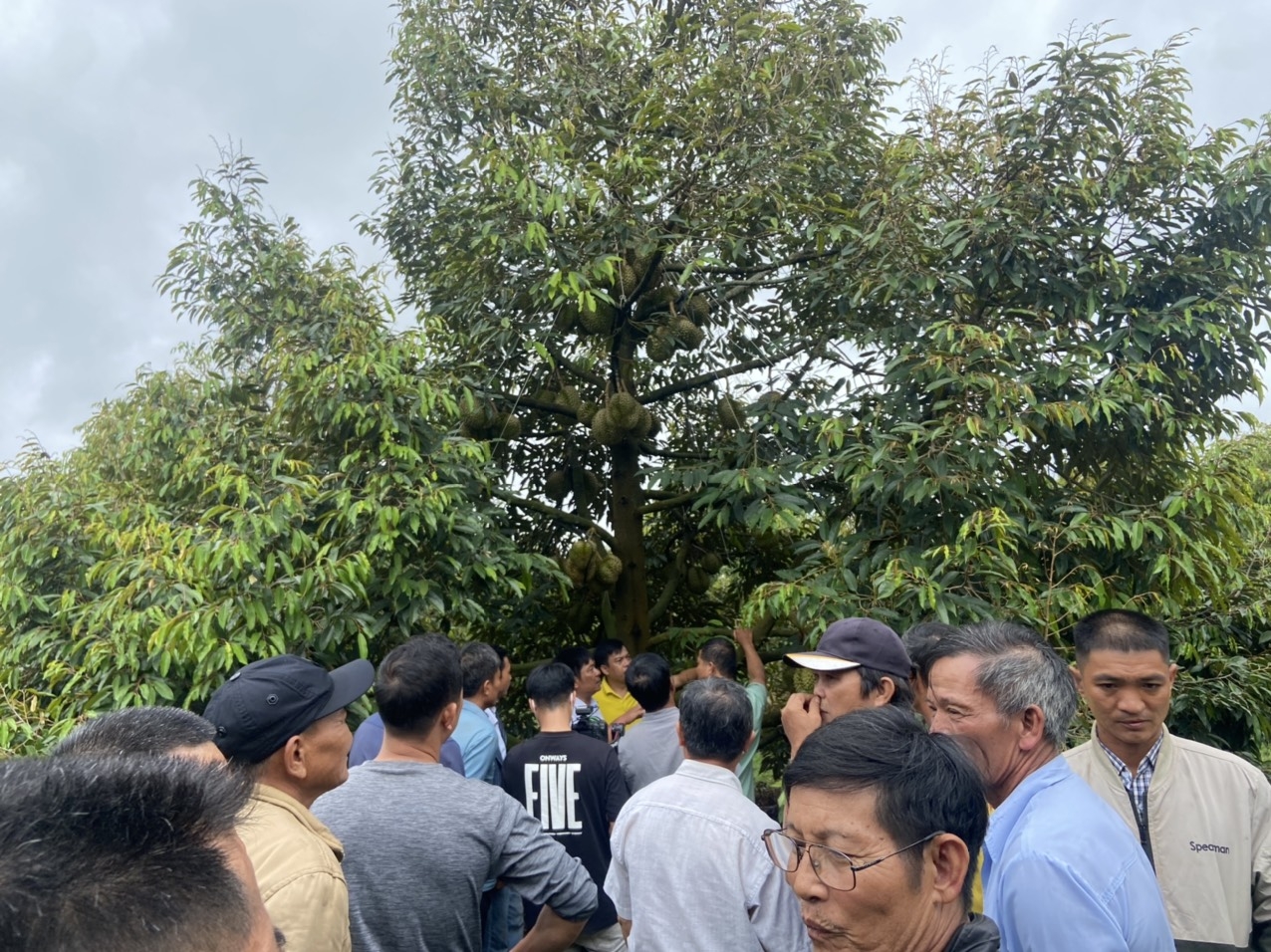 Phân bón Cà Mau - Giải pháp giảm chi phí canh tác đối với cây sầu riêng Tây Nguyên Phân bón Cà Mau - Giải pháp giảm chi phí canh tác đối với cây sầu riêng Tây Nguyên