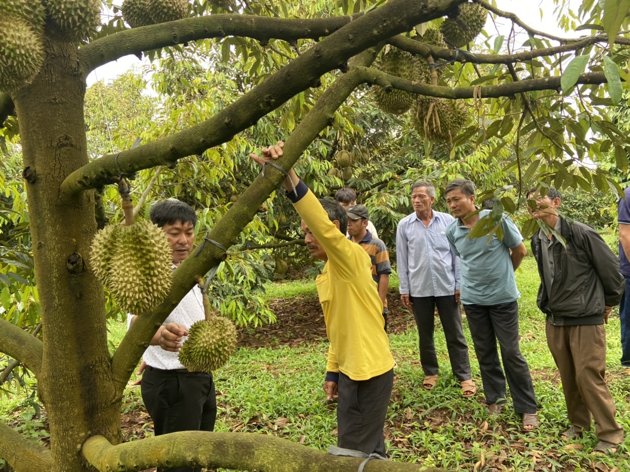 Phân bón Cà Mau - Giải pháp giảm chi phí canh tác đối với cây sầu riêng Tây Nguyên Phân bón Cà Mau - Giải pháp giảm chi phí canh tác đối với cây sầu riêng Tây Nguyên