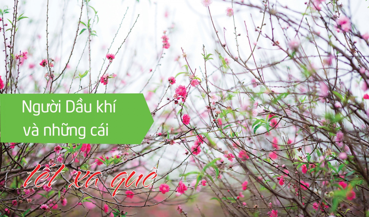 Người Dầu khí và những cái tết xa quê Người Dầu khí và những cái tết xa quê