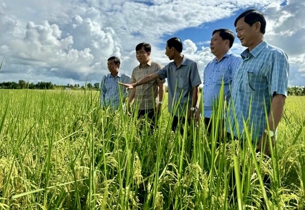 Nông dân Cà Mau canh tác lúa thân thiện môi trường Nông dân Cà Mau canh tác lúa thân thiện môi trường
