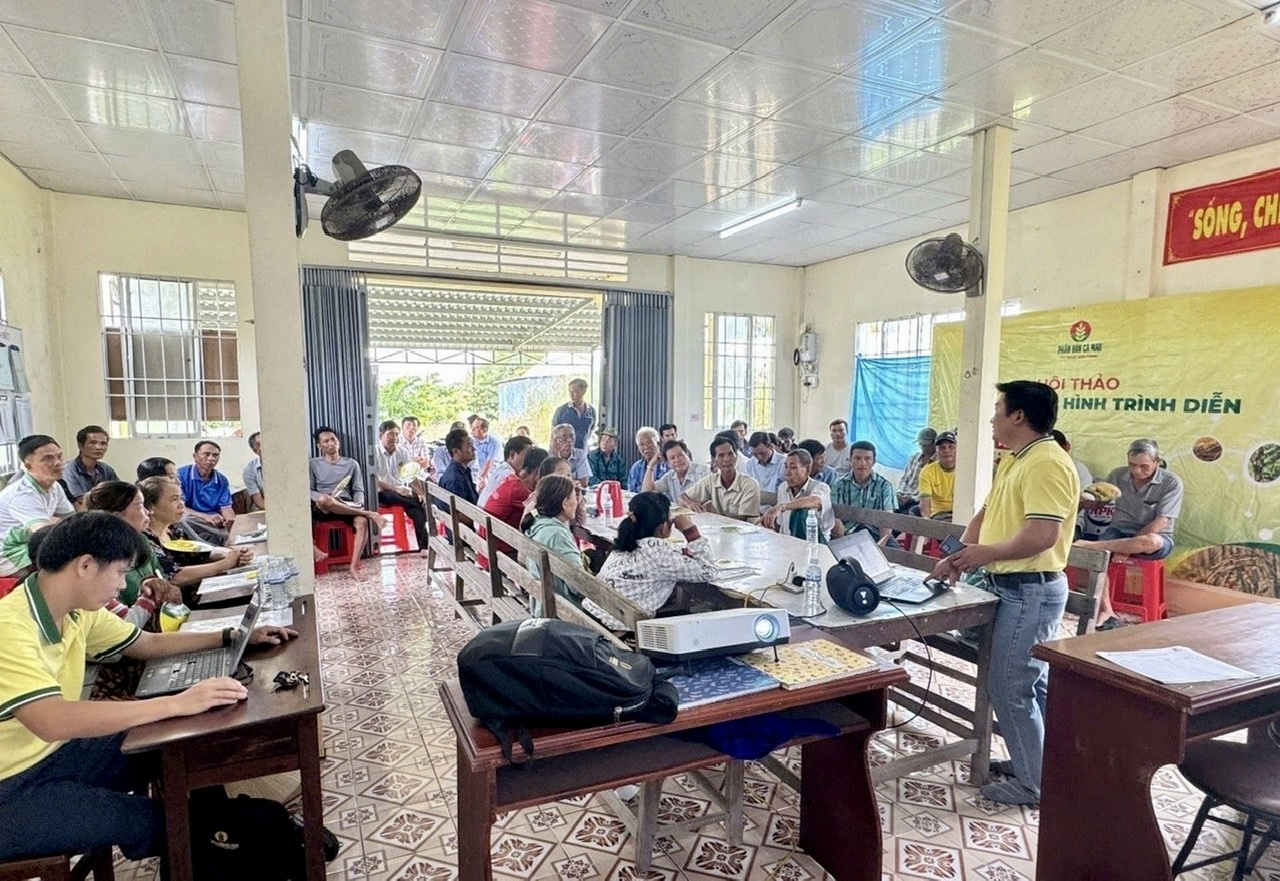 Nông dân Cà Mau canh tác lúa thân thiện môi trường Nông dân Cà Mau canh tác lúa thân thiện với môi trường